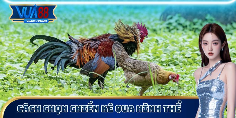 Cách Chọn Chiến Kê Cực Chuẩn Không Phải Ai Cũng Biết 1 Cách chọn chiến kê thông qua hình thể tổng quan