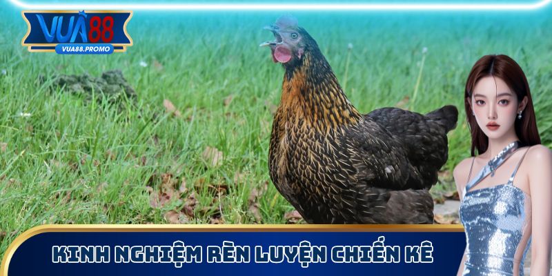 Cách Chọn Chiến Kê Cực Chuẩn Không Phải Ai Cũng Biết 3 Vài tips rèn luyện gà giữ vững phong độ